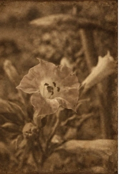 Imagen tabaco flor